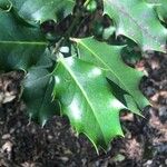 Ilex aquifolium Blatt