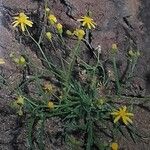 Senecio glaucus Habit