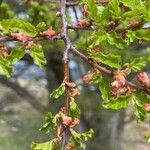 Nothofagus antarctica Цветок