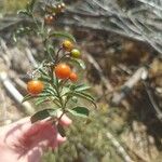 Solanum pseudocapsicumFruit