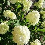 Hydrangea arborescensŽiedas