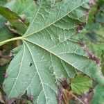 Acer erianthum Leaf