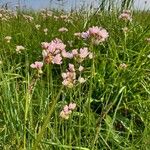 Allium roseum Blüte