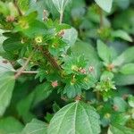 Acalypha virginica Flor