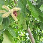 Terminalia arjunaFlower