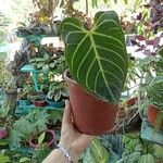 Anthurium clarinervium Yaprak