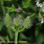 Torilis africana Ostatní