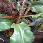 Nepenthes truncata Лист