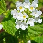 Lantana involucrata Žiedas