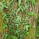 Hedera hibernica Hostoa