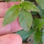 Alternanthera sessilis برگ