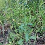 Valerianella dentata Yeri