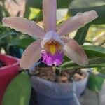 Cattleya forbesii Flor