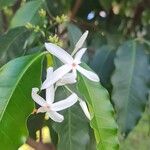 Kopsia singapurensis Flower