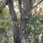 Quercus ilex Кора
