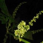 Chamissoa altissima Kvet