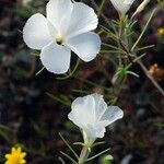 Linanthus dichotomus Flower