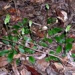 Pterostylis curta Habitat