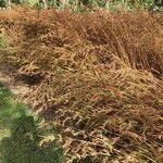 Themeda quadrivalvis Habitatea