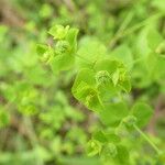 Euphorbia stricta Blad