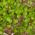 Ranunculus muricatus Habit