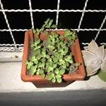 Crassula expansa ഇല