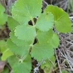 Pimpinella peregrina Лист