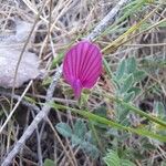 Onobrychis aequidentata Blodyn