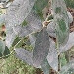 Acokanthera oppositifolia Leaf