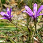 Brodiaea appendiculata फूल
