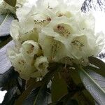 Rhododendron macabeanum Çiçek