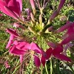 Cleome spinosa Květ