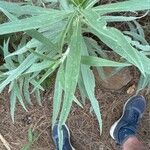 Echium virescens Foglia