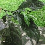 Bertiera laxa Hoja