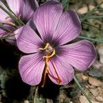 Crocus sativus Bloem