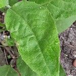 Hesperis matronalis Leaf