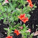 Calibrachoa parviflora Habit