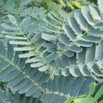 Albizia lebbeck Leaf