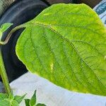 Capsicum pubescens Hoja