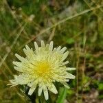 Hieracium berardianum Fula
