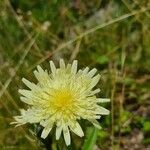 Hieracium berardianum Цвят