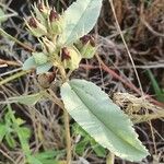 Melhania velutina Leaf