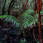 Acanthophoenix rubra Habit