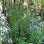 Carex elata Plante entière