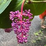 Medinilla magnifica Fruit