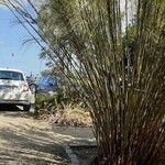 Casuarina equisetifolia Levél