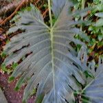 Philodendron bipinnatifidum Leaf