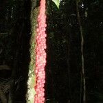 Anthurium acutangulum Fruto