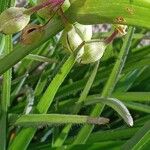 Tradescantia virginiana Other