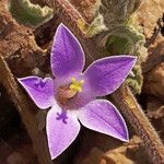 Campanula celsii Flor